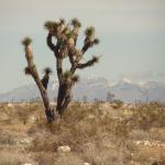 Sulla route 15 verso lo Zion Nationa Park